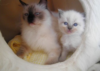 Holly et sa fille : blue colourpoint : 3 semaines - Chatterie Ragdolls du Val de Beauvoir